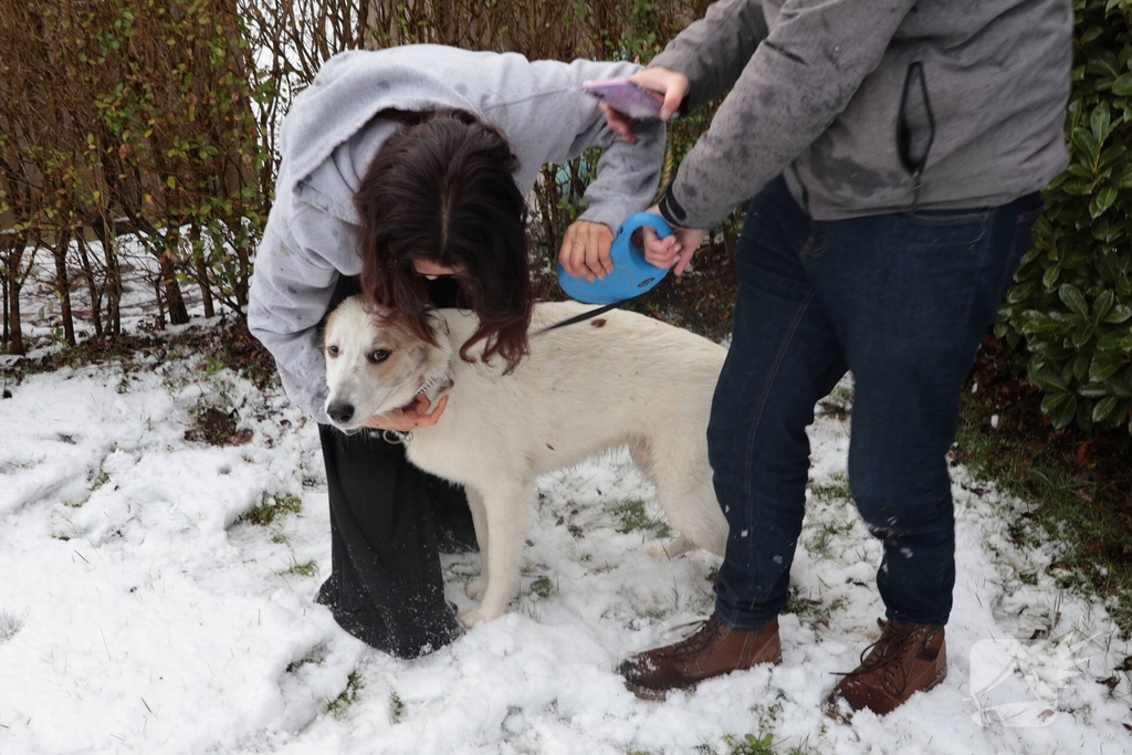 Ontsnapte hond Rylin na kat en muisspel van twee uur gevangen