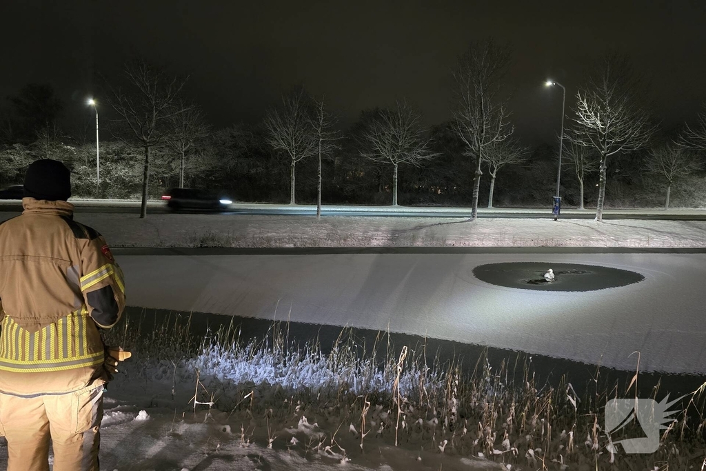 Duikteam ingeschakeld voor vastzittende zwaan