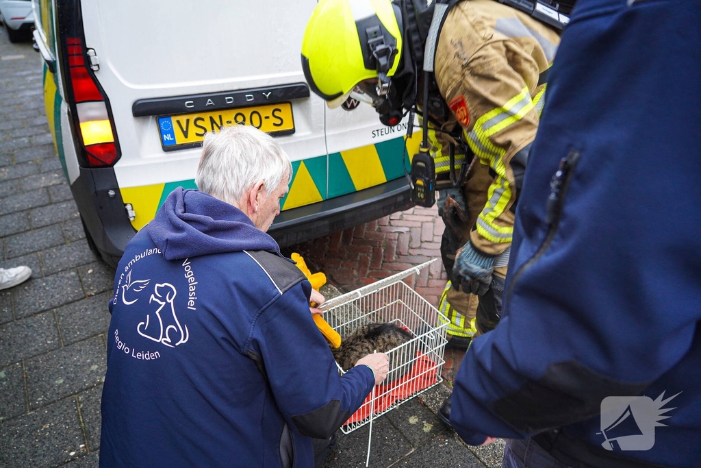 Bewoners niet thuis tijdens zolderbrand, twee katten gered