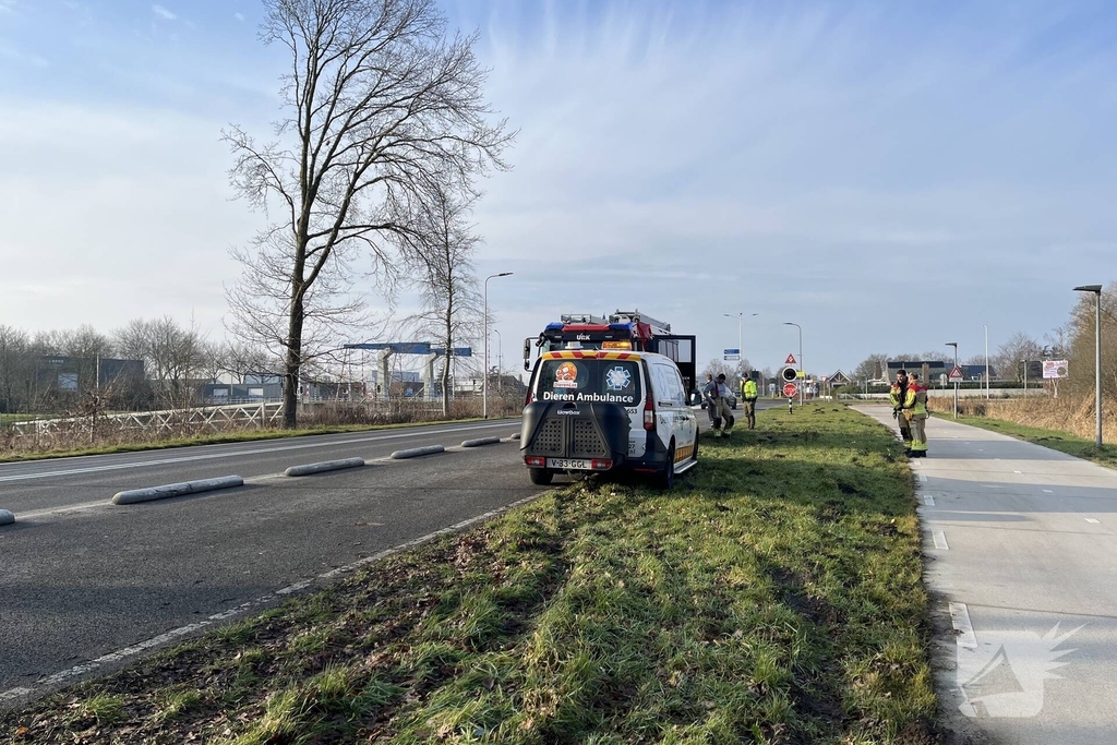 Brandweer redt duif uit boom
