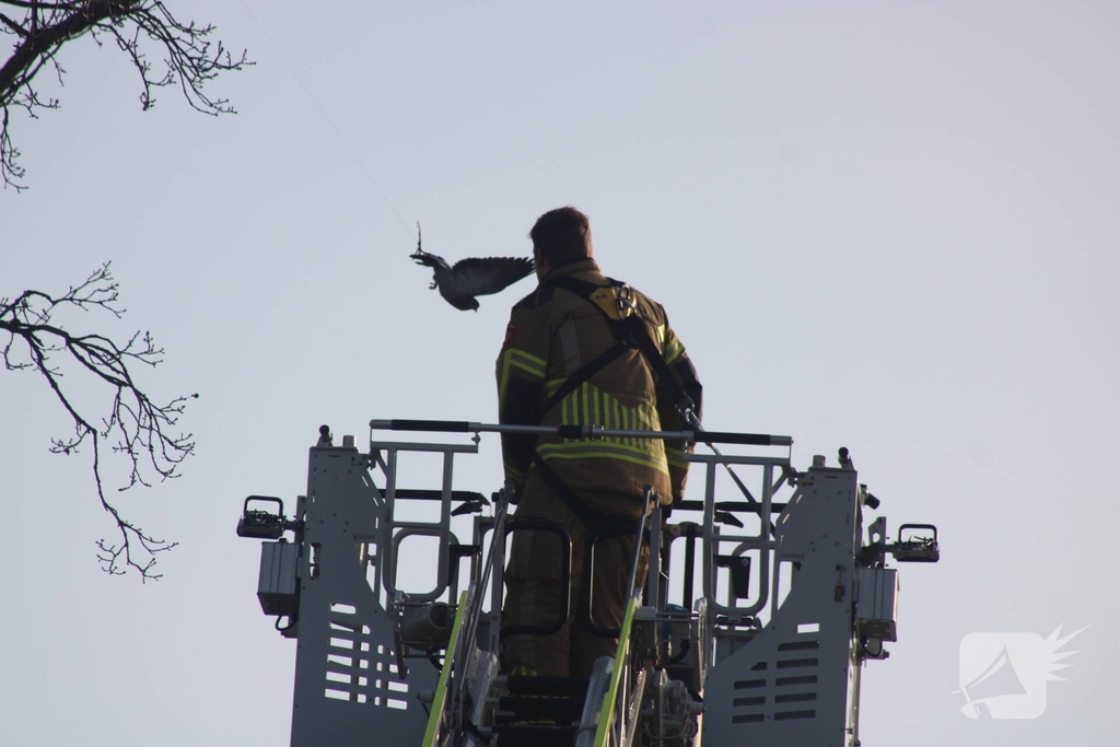Brandweer redt duif uit boom