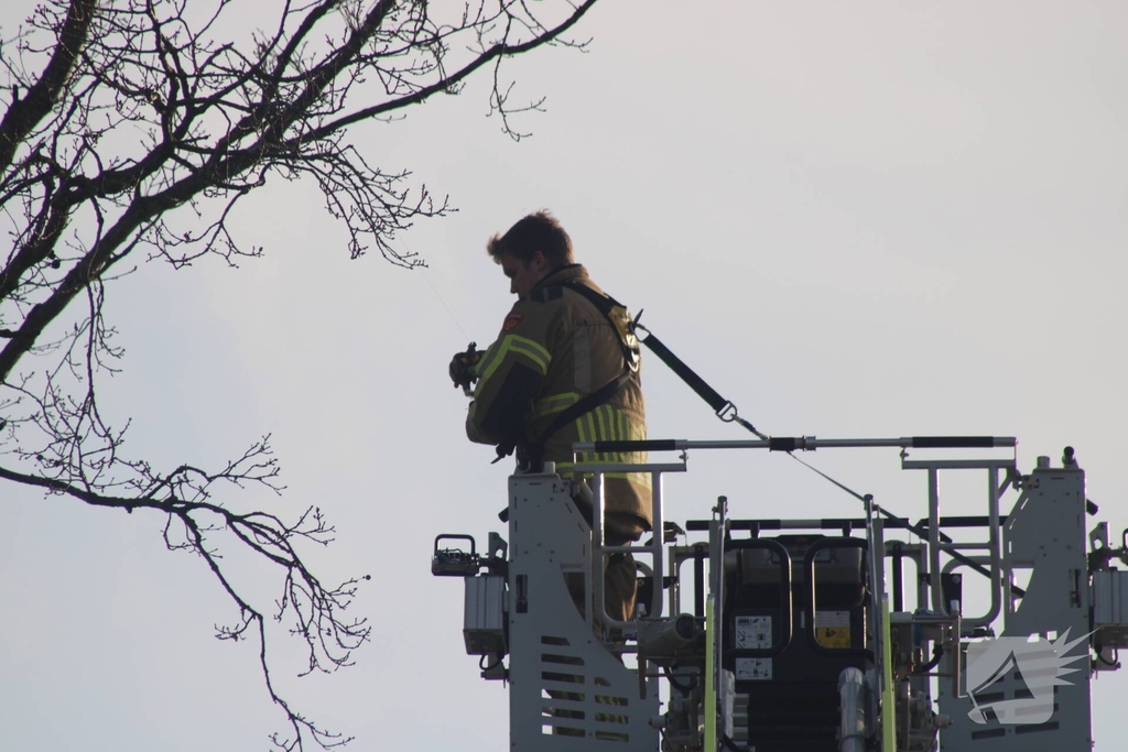 Brandweer redt duif uit boom