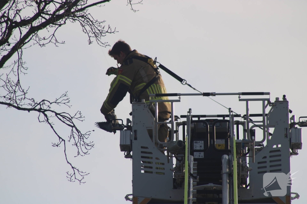 Brandweer redt duif uit boom