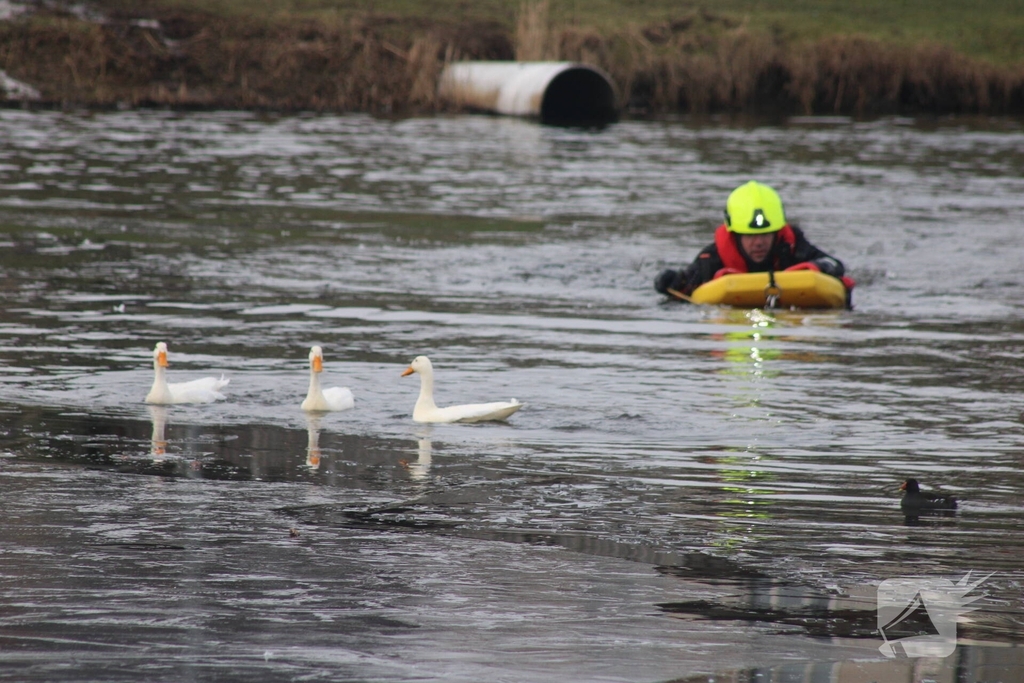 Brandweer probeert eend te redden uit het water
