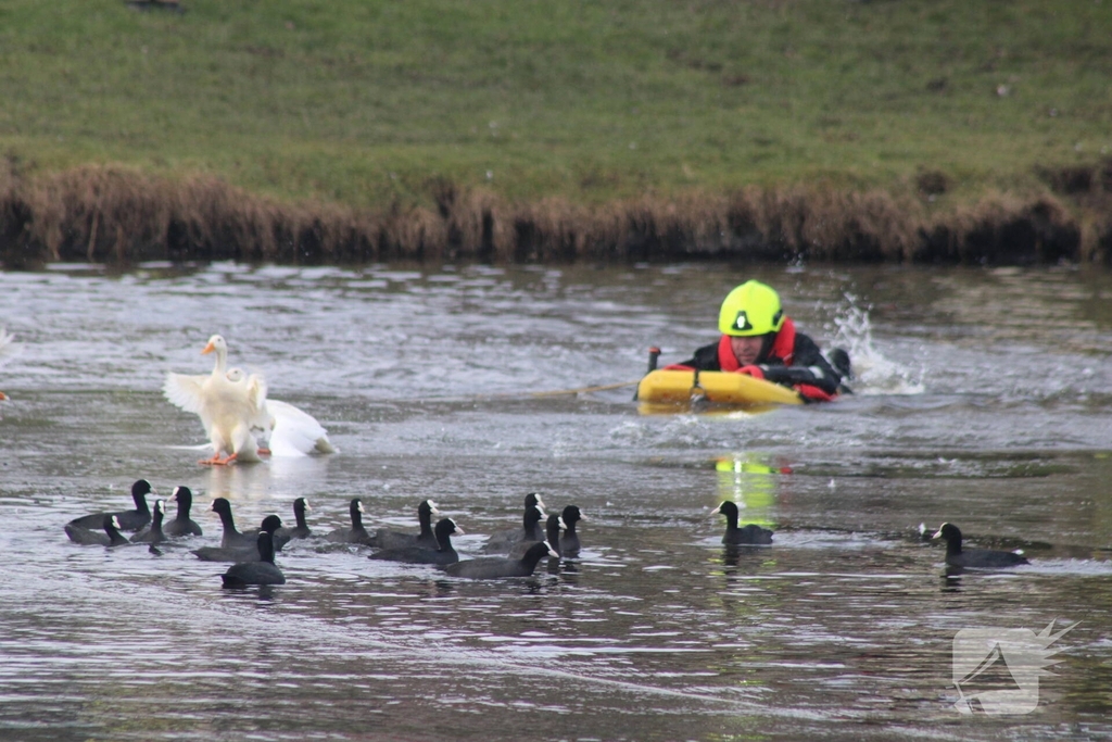 Brandweer probeert eend te redden uit het water