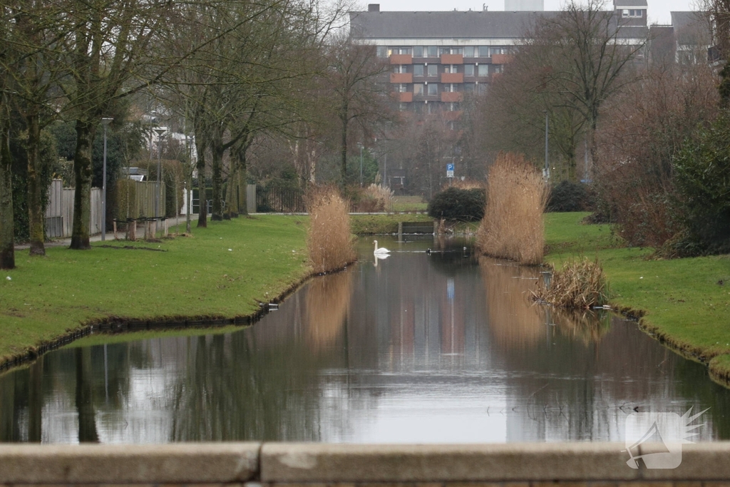 Bestuurder botst tegen lantaarnpaal na uitwijken voor zwaan