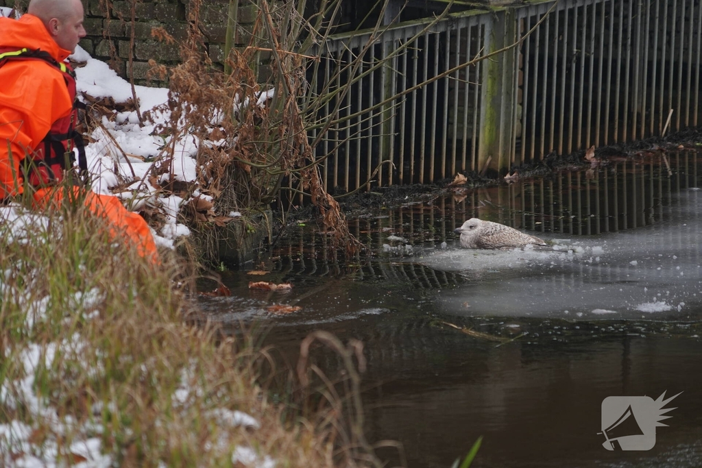 Brandweer redt vogel uit het ijs