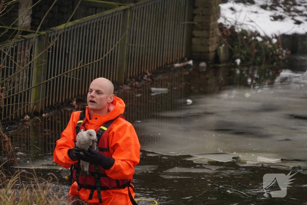 Brandweer redt vogel uit het ijs