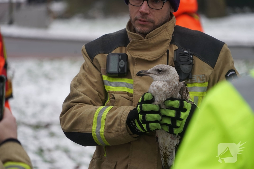 Brandweer redt vogel uit het ijs
