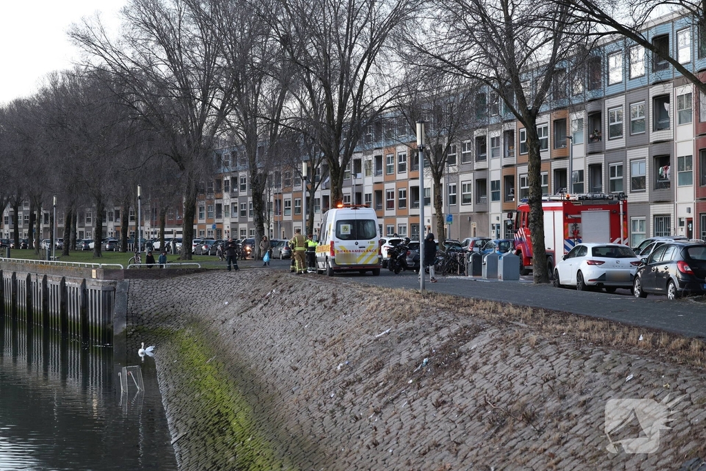 Zwaan gewond door mishandeling met stenen