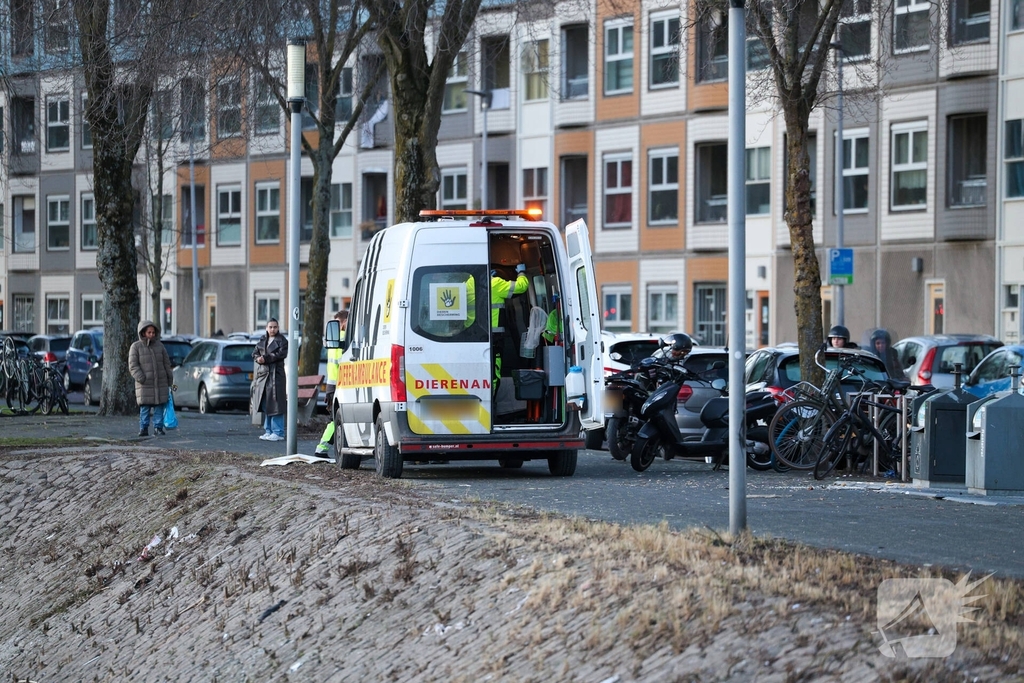 Zwaan gewond door mishandeling met stenen