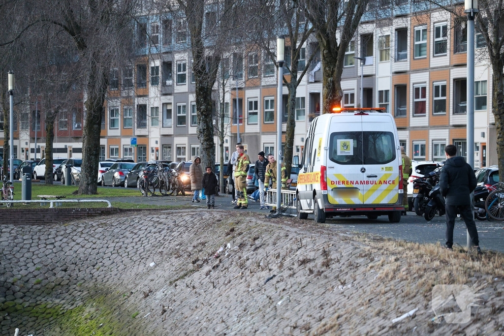 Zwaan gewond door mishandeling met stenen