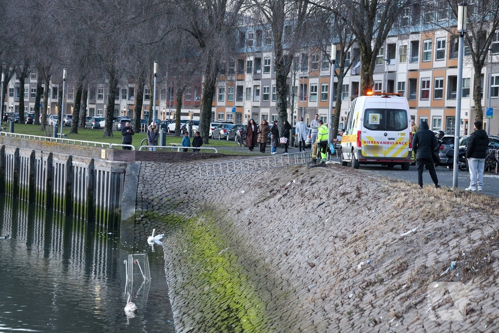 Zwaan gewond door mishandeling met stenen