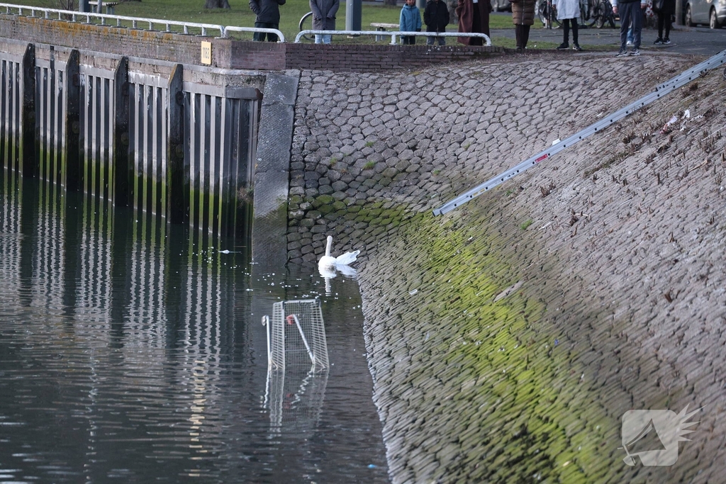Zwaan gewond door mishandeling met stenen