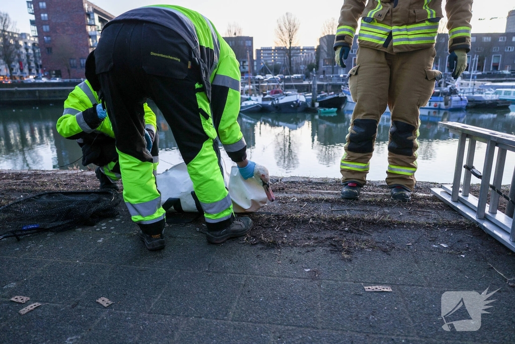 Zwaan gewond door mishandeling met stenen