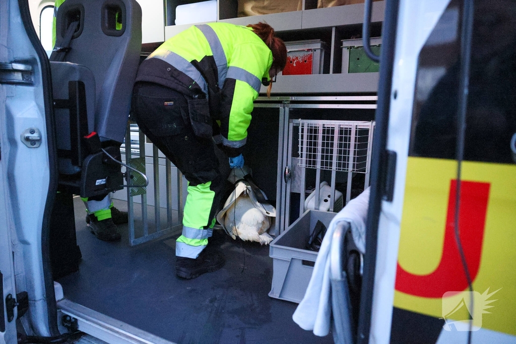 Zwaan gewond door mishandeling met stenen