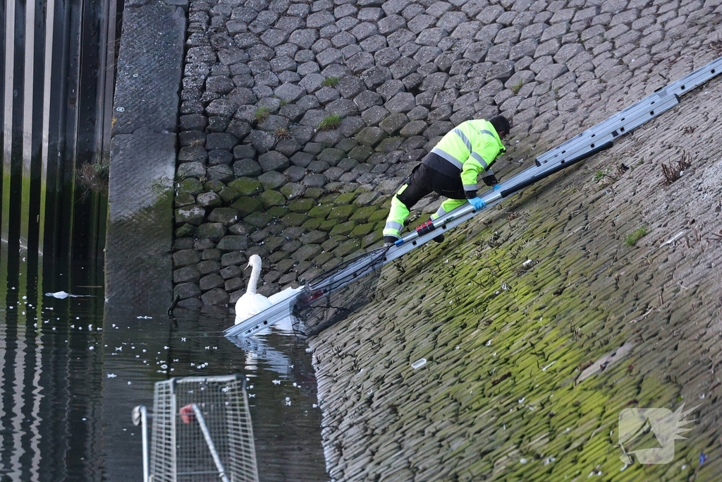 Zwaan gewond door mishandeling met stenen