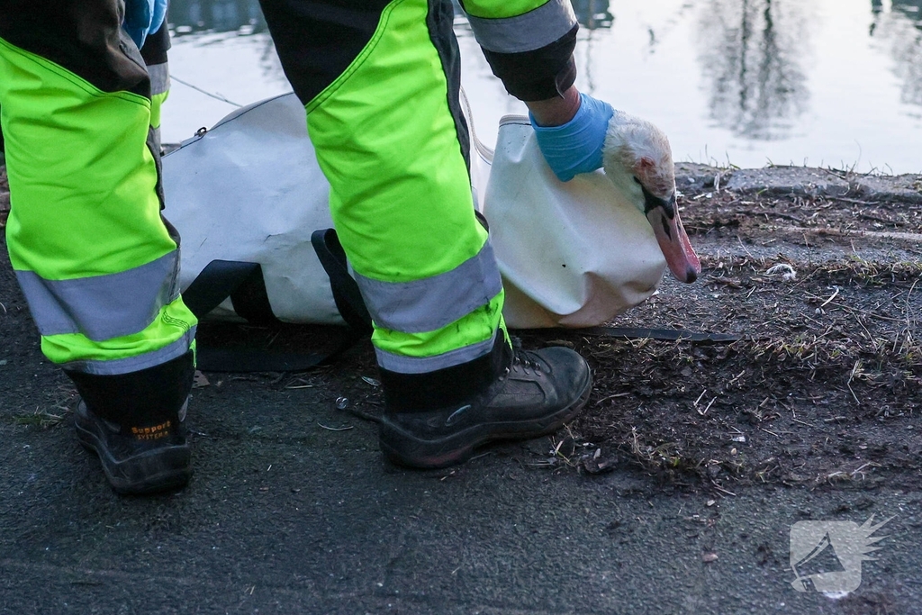 Zwaan gewond door mishandeling met stenen