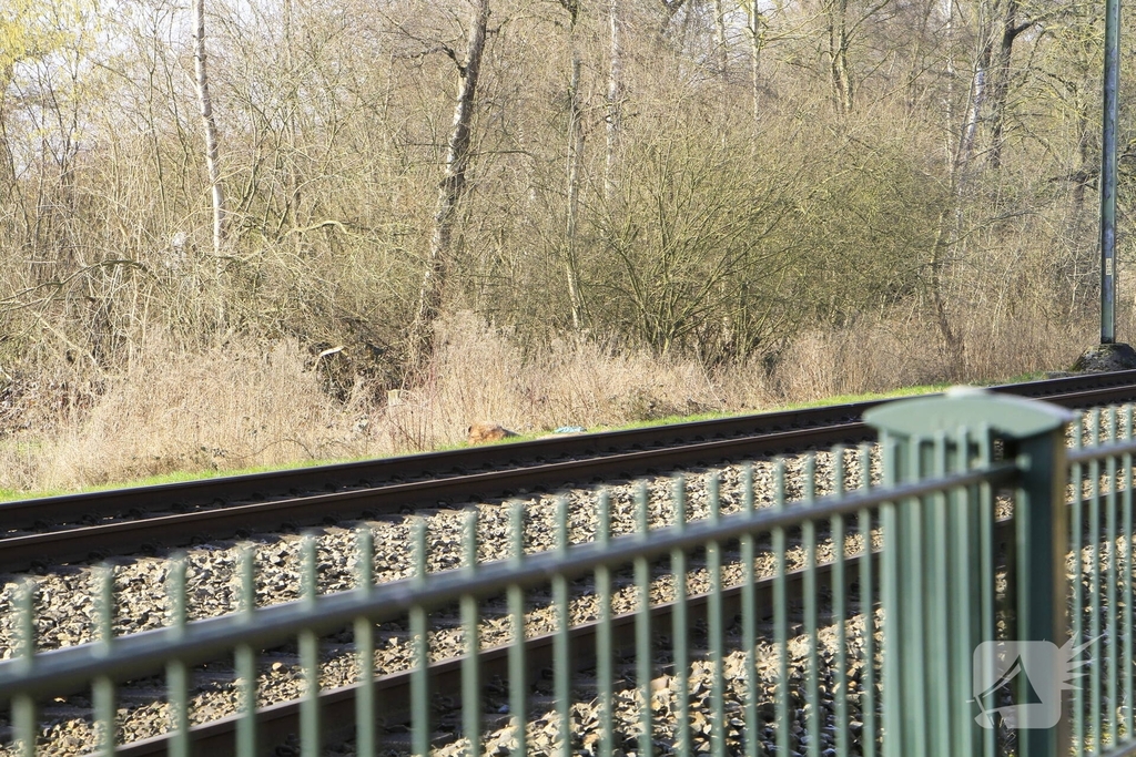 Hond overleden na aanrijding met trein