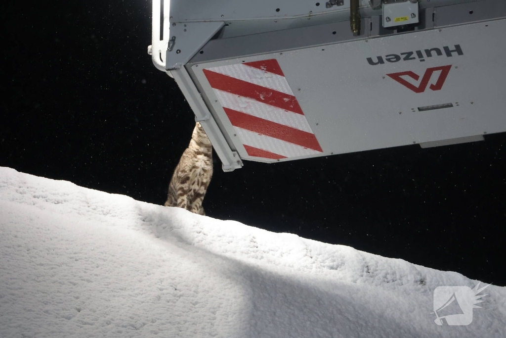 Brandweer redt kat van dak