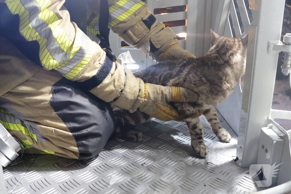 Brandweer redt kat van dak