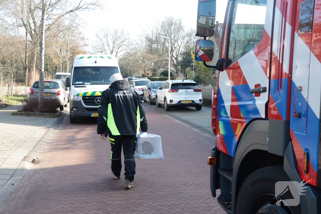 Woningbrand leidt tot redding van kat