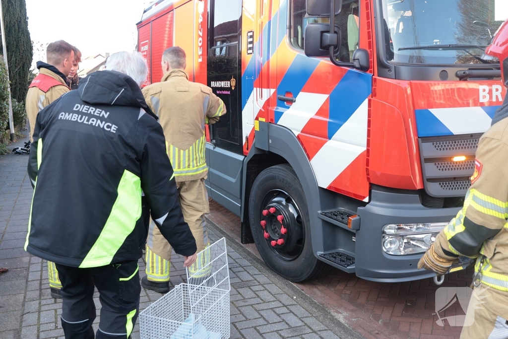 Woningbrand leidt tot redding van kat