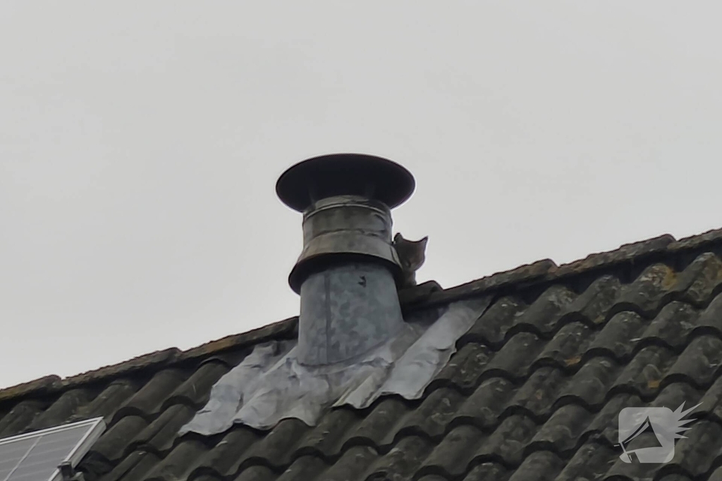 Brandweer helpt kat in nood