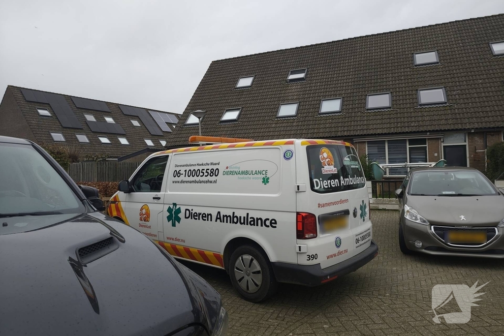 Brandweer helpt kat in nood