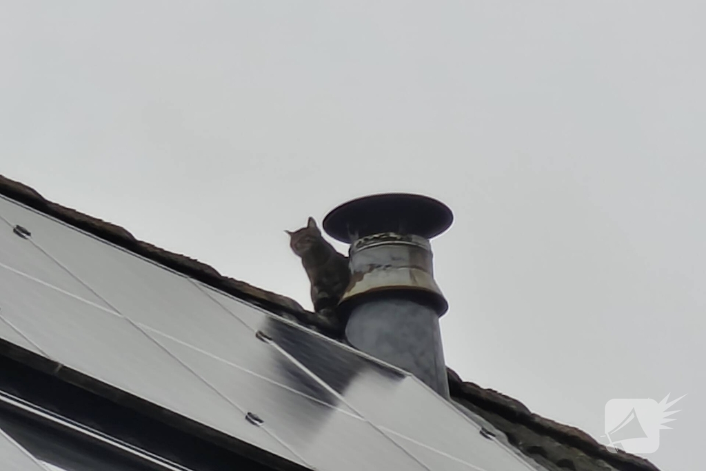 Brandweer helpt kat in nood