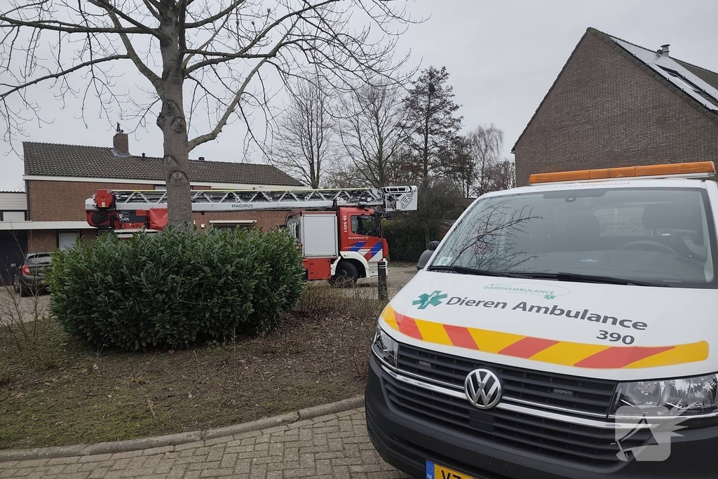 Brandweer helpt kat in nood