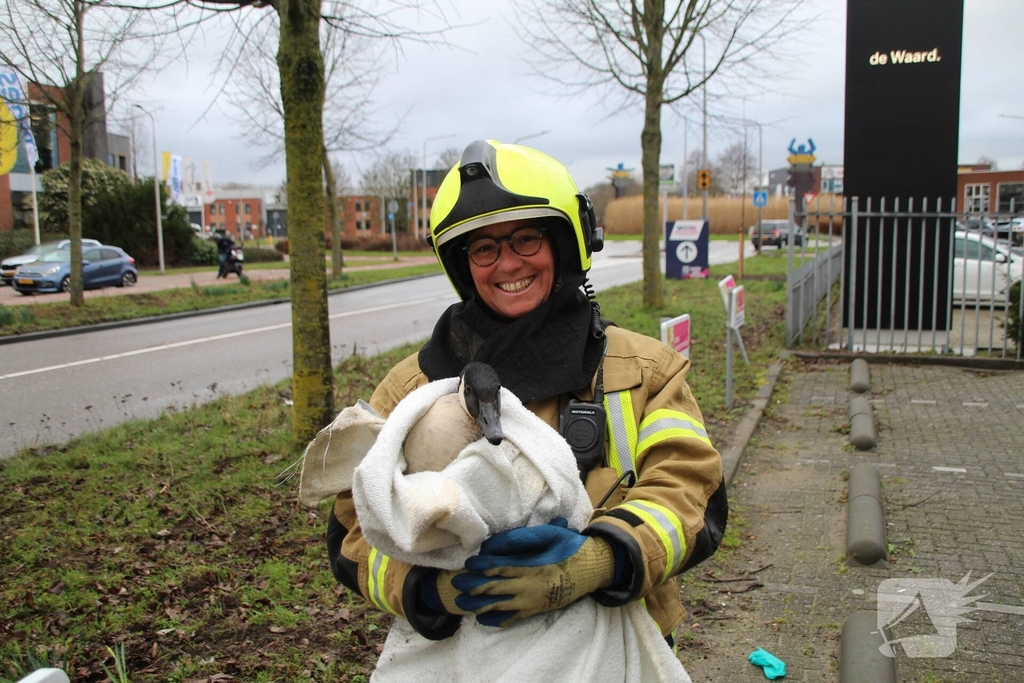 Brandweervrouw redt gans uit boom