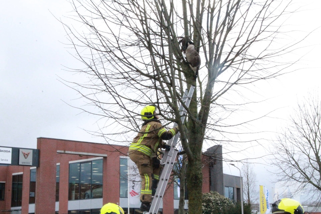 Brandweervrouw redt gans uit boom