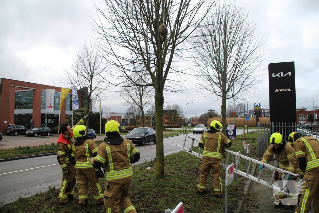Brandweervrouw redt gans uit boom