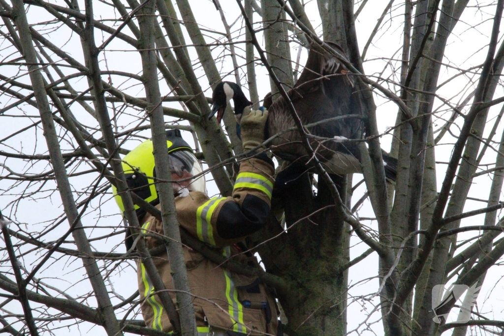 Brandweervrouw redt gans uit boom