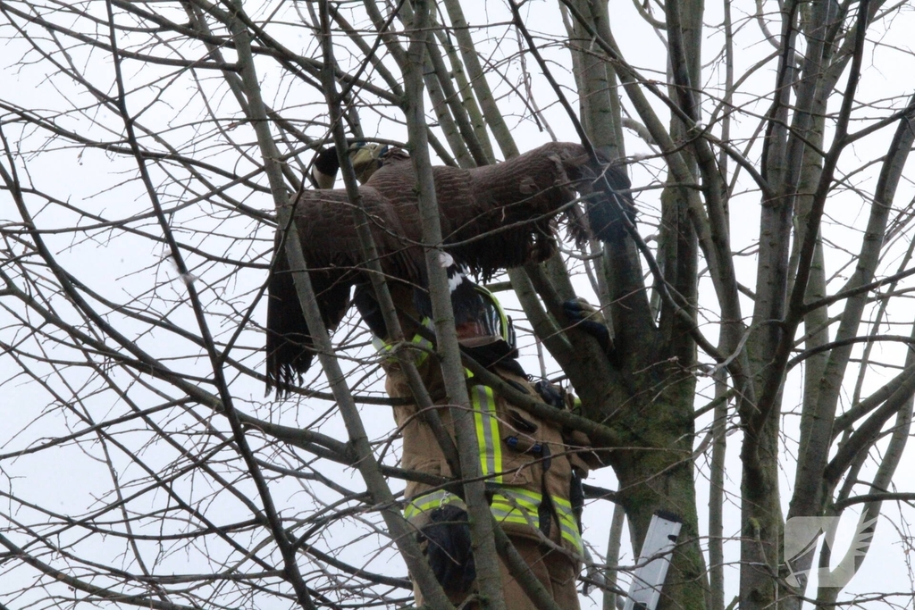 Brandweervrouw redt gans uit boom