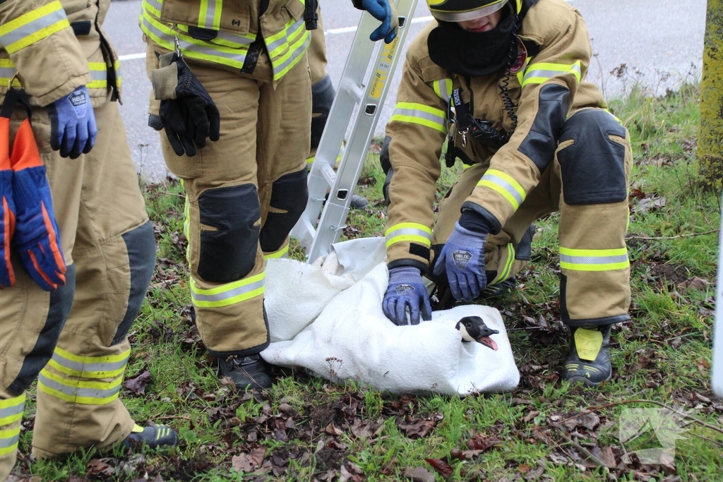 Brandweervrouw redt gans uit boom