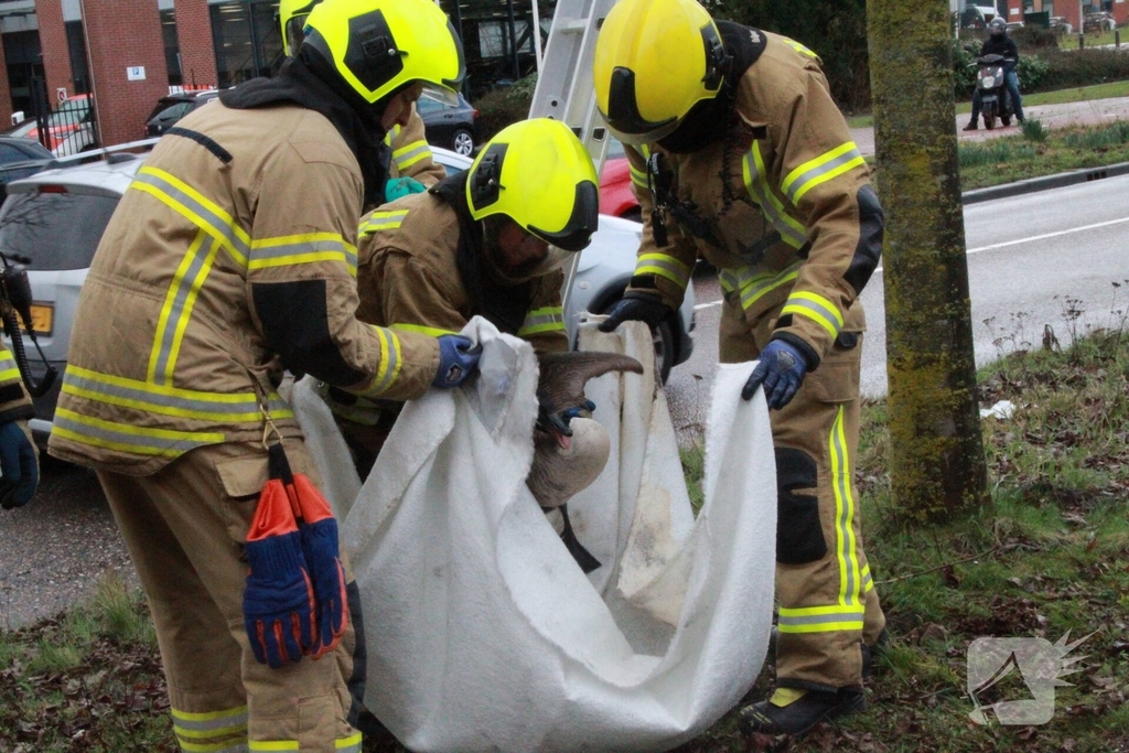 Brandweervrouw redt gans uit boom