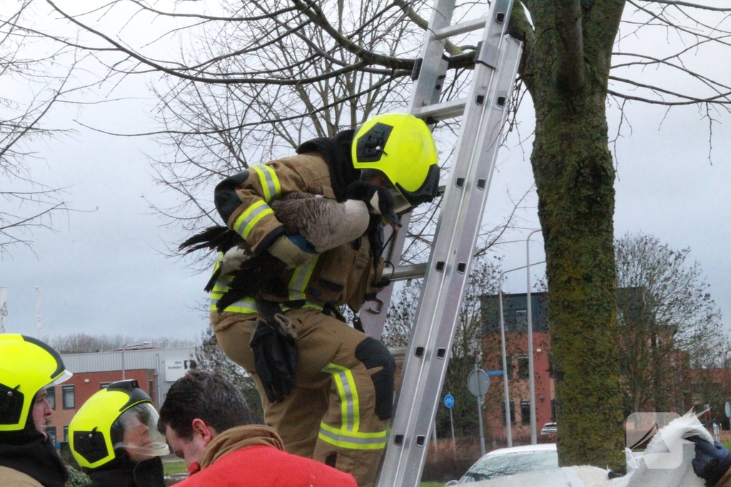 Brandweervrouw redt gans uit boom