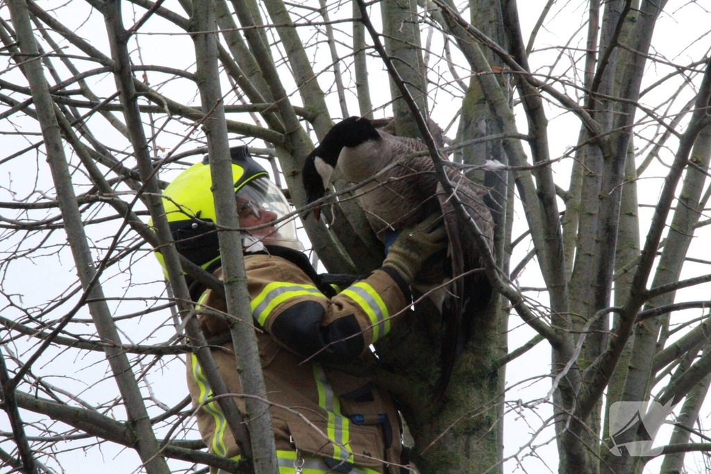 Brandweervrouw redt gans uit boom