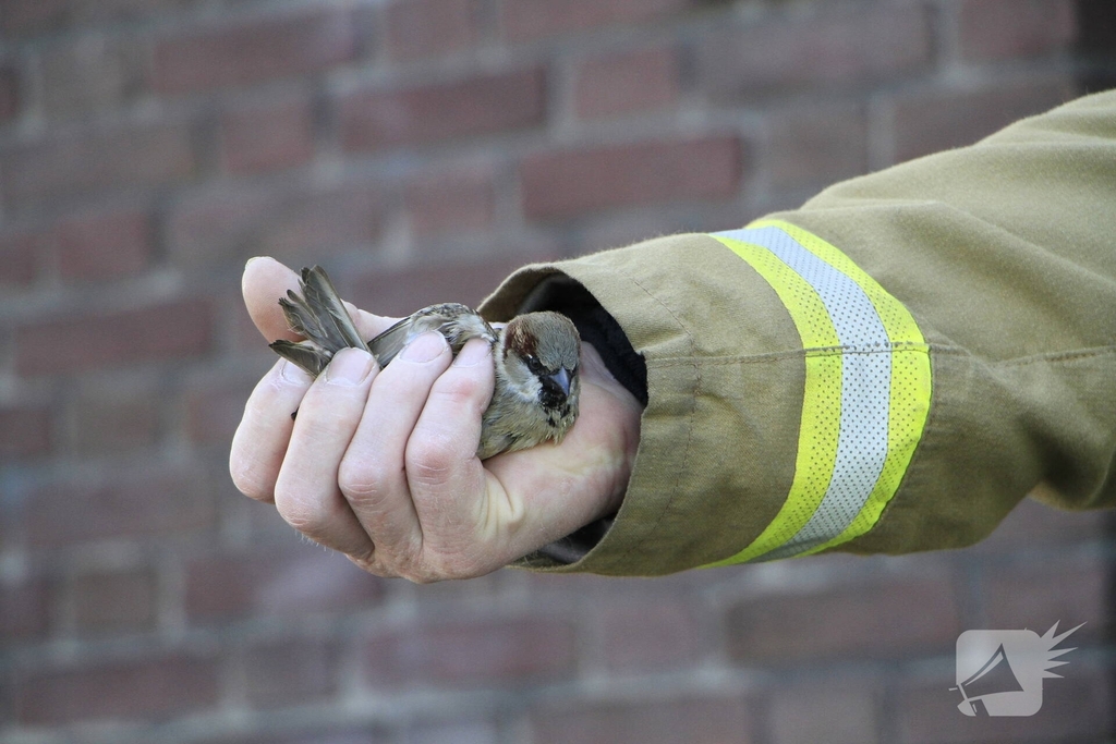 Brandweer redt mus uit afzuiginstallatie