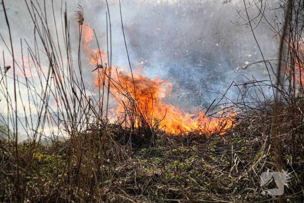 Brand verwoest riet langs het water