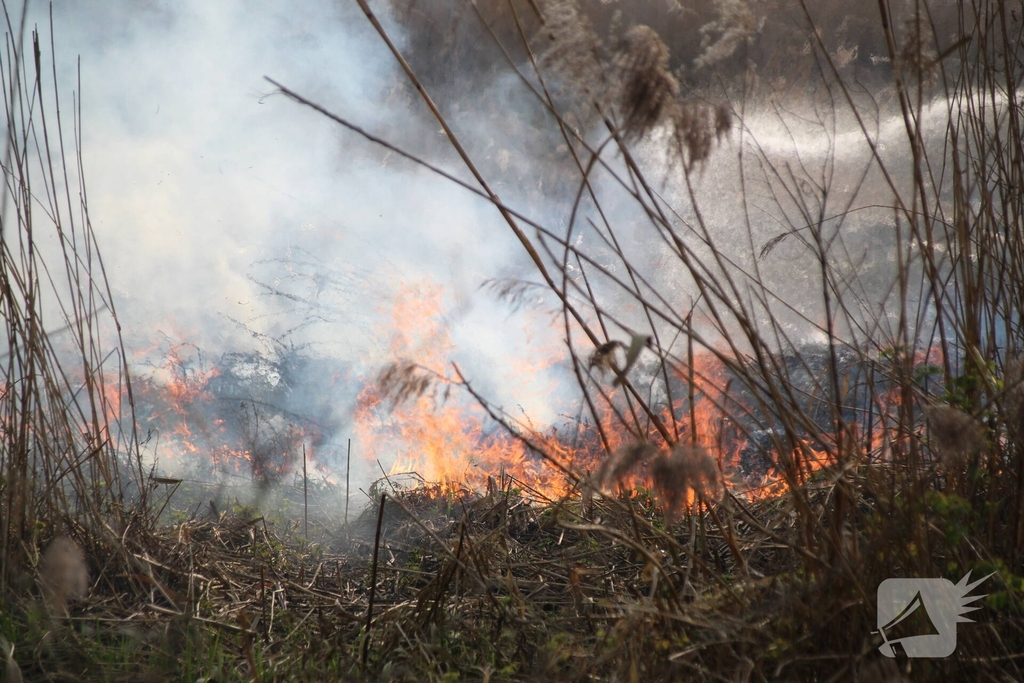 Brand verwoest riet langs het water