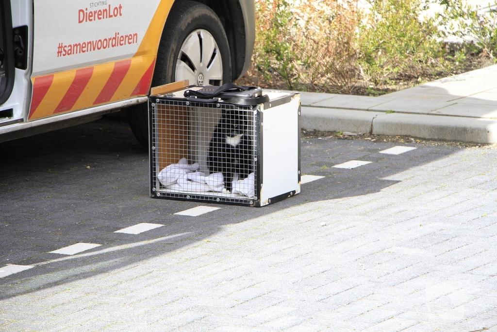 Kat gewond na val achter woning