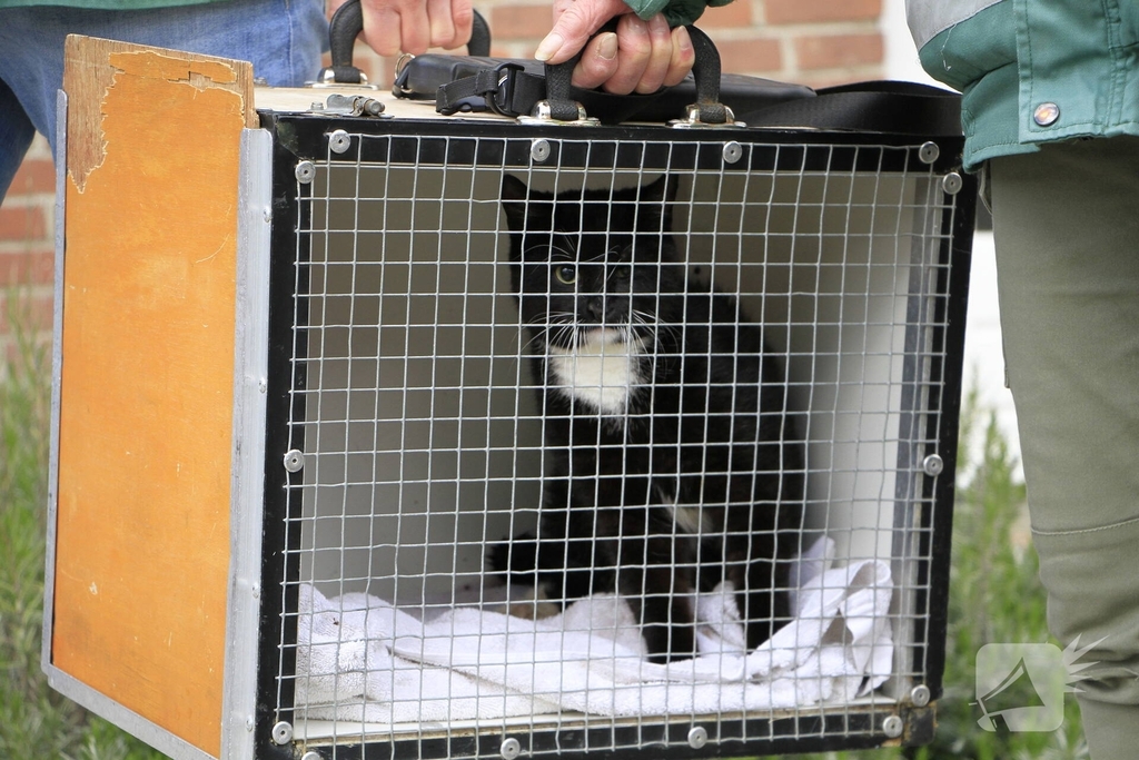 Kat gewond na val achter woning