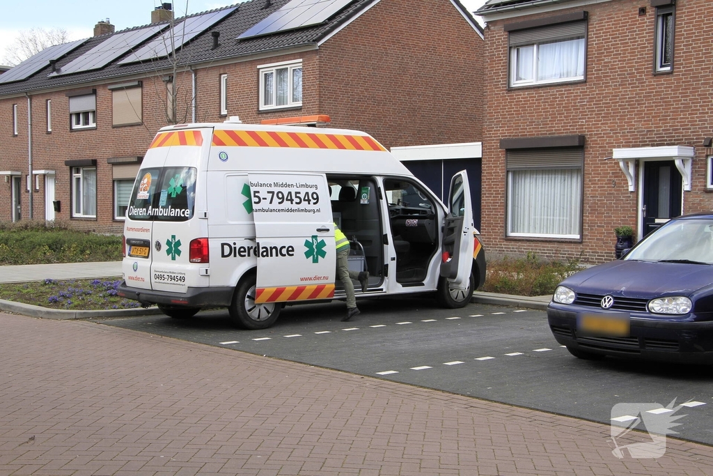 Kat gewond na val achter woning