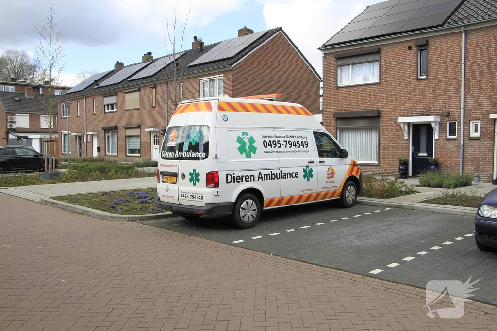 Kat gewond na val achter woning