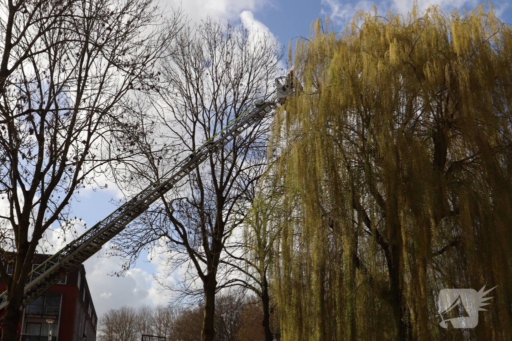 Brandweer redt kat uit boom