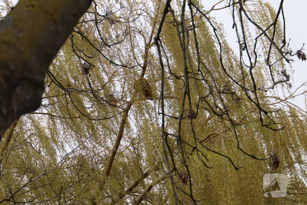 Brandweer redt kat uit boom