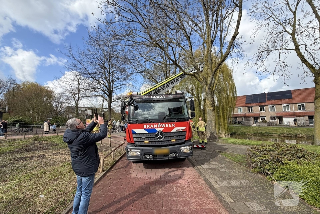 Brandweer redt kat uit boom
